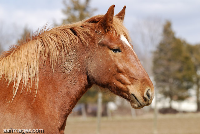 Suffolk Punch Draft Horse