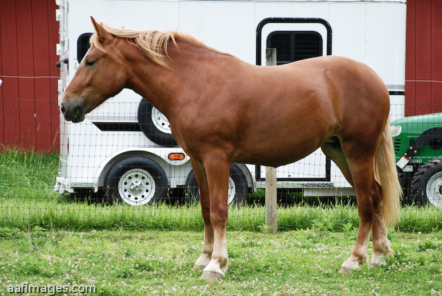 Suffolk Punch Draft Horse