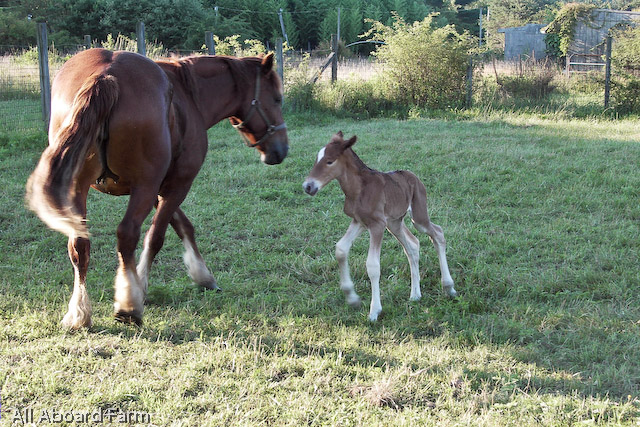 Suffolk Punch Draft Horse mare and foal