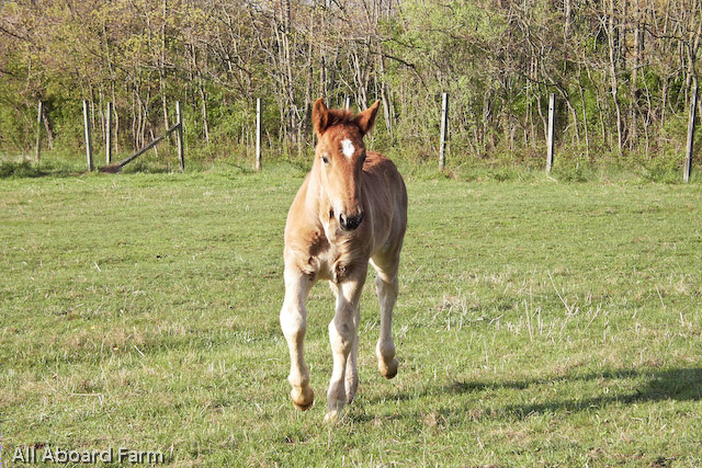 Suffolk Punch Draft Horse foal